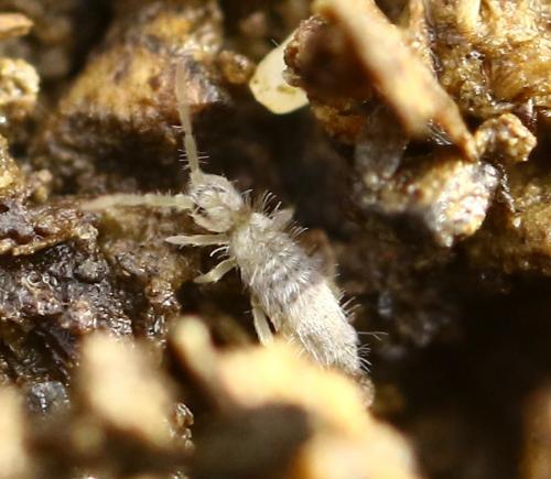 Entomobrya sp.